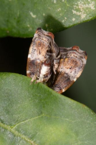 Réf. 276 011 : Choreutis nemorana
