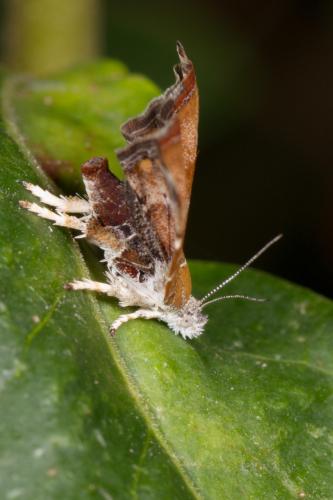 Réf. 276 010 : Choreutis nemorana