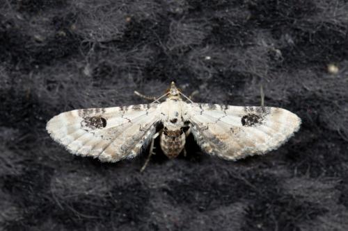 Eupithecia centaureata