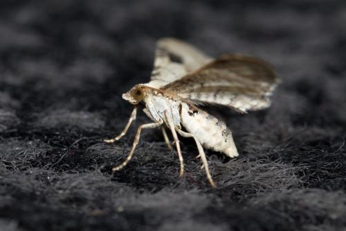 Eupithecia centaureata