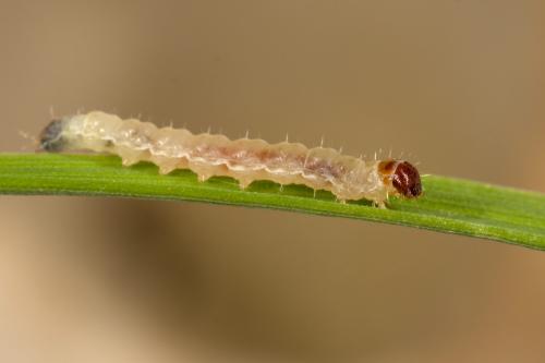 Réf. 276 308 : Hofmannophila pseudospretella
