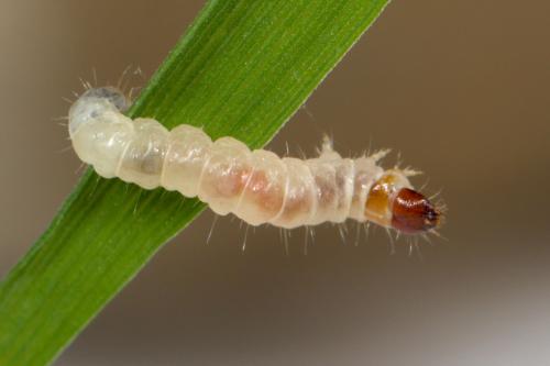 Hofmannophila pseudospretella