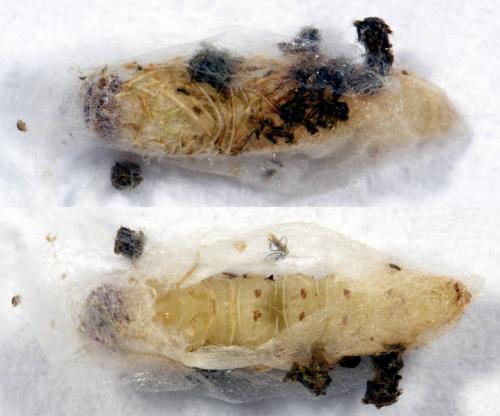 Hofmannophila pseudospretella
