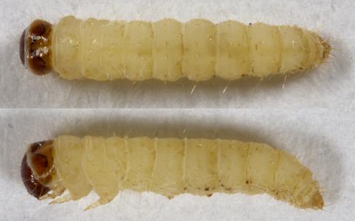 Réf. 276 311 : Hofmannophila pseudospretella