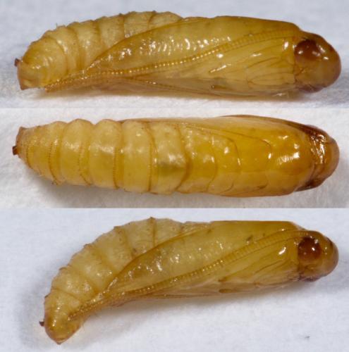 Réf. 276 312 : Hofmannophila pseudospretella