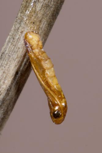 Réf. 276 315 : Hofmannophila pseudospretella