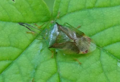 Elasmostethus sp.