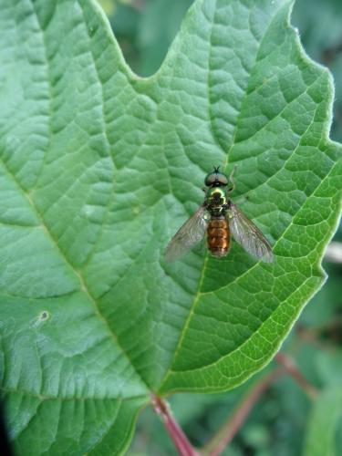 Réf. 276 761 : Chloromyia formosa