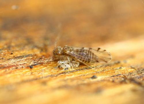 Réf. 276 381 : Ectopsocus petersi