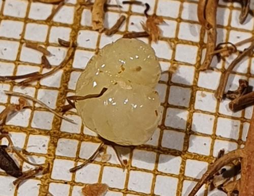 Andricus caputmedusae