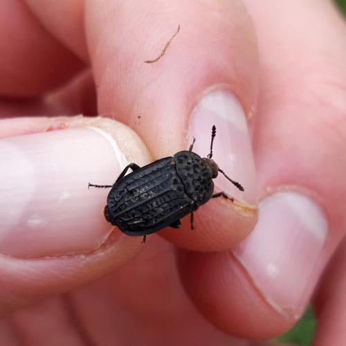 Thanatophilus rugosus
