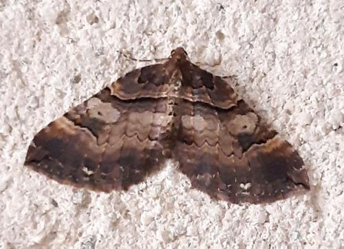 Earophila badiata