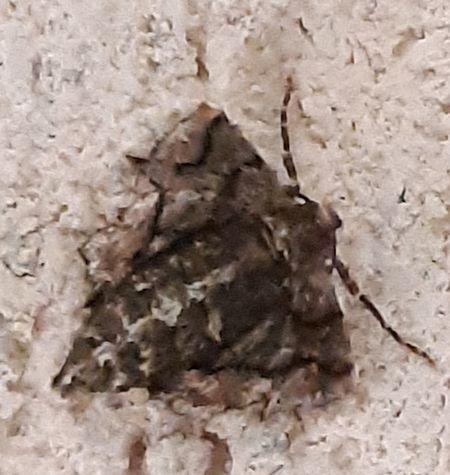 Agriopis marginaria
