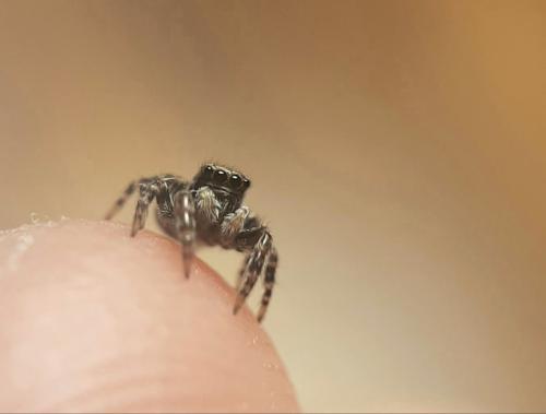 Pseudeuophrys erratica