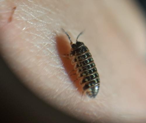 Armadillidium pictum