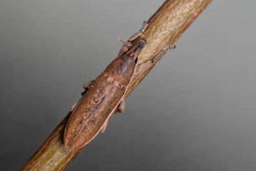Lixus sp.