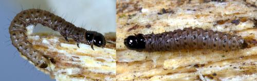 Réf. 276 219 : Scopariinae inconnu