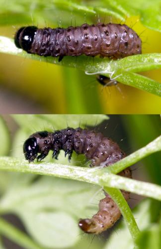 Réf. 276 220 : Scopariinae inconnu