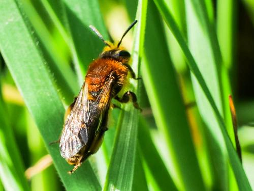 Réf. 276 277 : Andrena lagopus