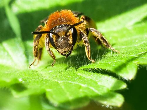 Andrena lagopus