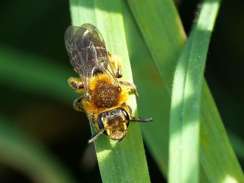 Réf. 276 278 : Andrena lagopus