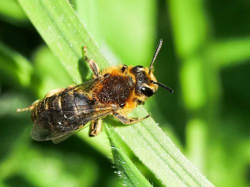 Andrena lagopus