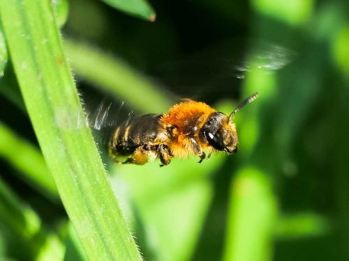 Réf. 276 291 : Andrena lagopus