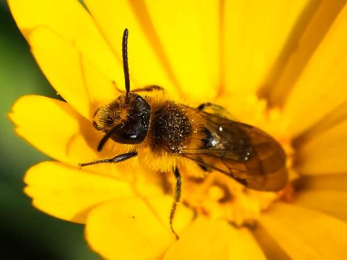 Réf. 276 343 : Andrena lagopus