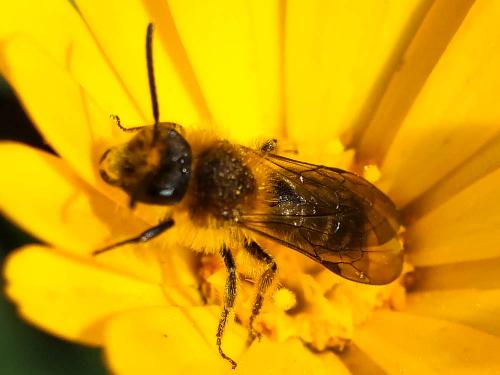 Réf. 276 344 : Andrena lagopus