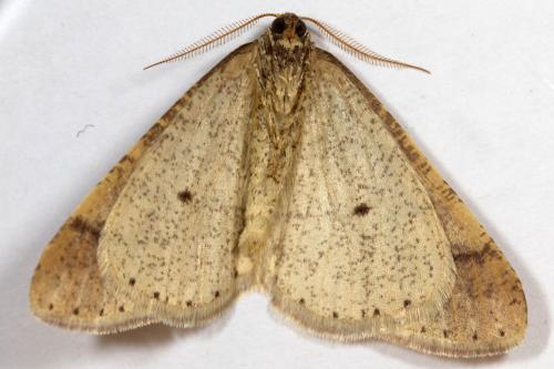 Réf. 276 164 : Agriopis marginaria