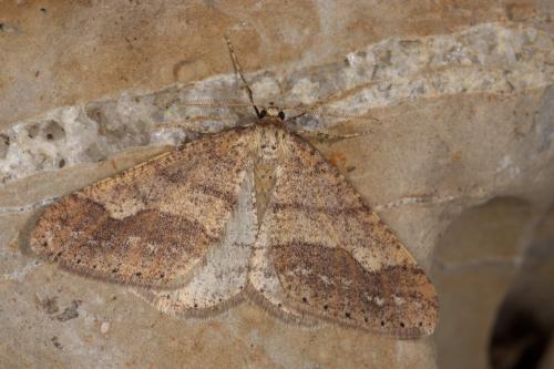 Réf. 276 163 : Agriopis marginaria