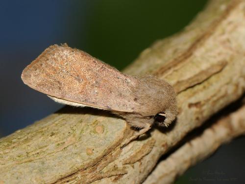 Réf. 276 830 : Orthosia cruda