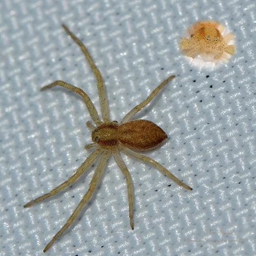 Réf. 276 683 : Philodromus sp.
