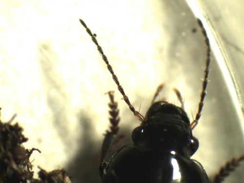 Réf. 276 943 : Harpalus anxius