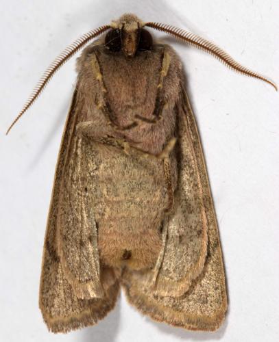 Orthosia cerasi