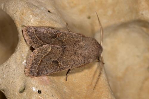 Orthosia cerasi