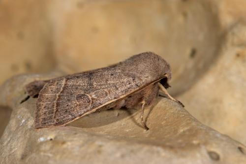 Réf. 276 688 : Orthosia cerasi