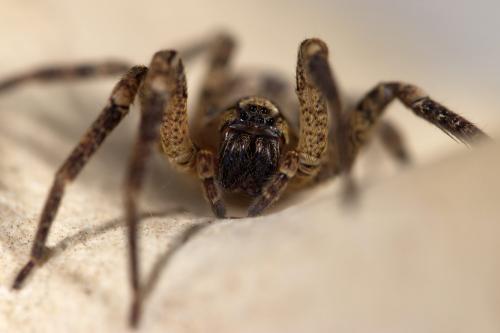 Réf. 276 731 : Zoropsis spinimana