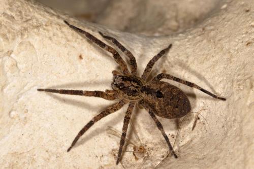 Réf. 276 730 : Zoropsis spinimana