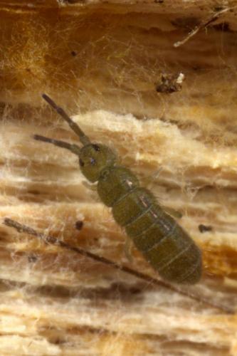 Isotoma viridis