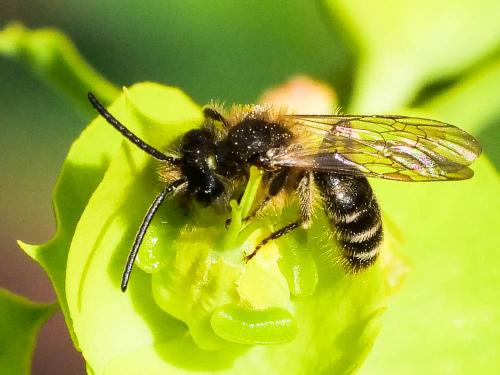Réf. 276 325 : Andrena bicolor