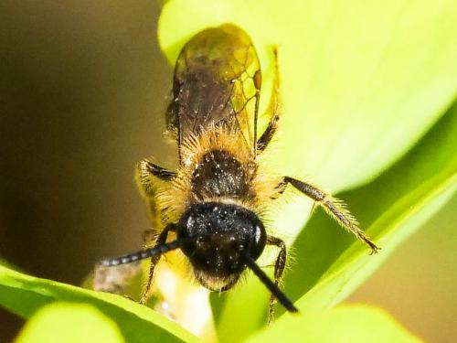 Réf. 276 323 : Andrena bicolor