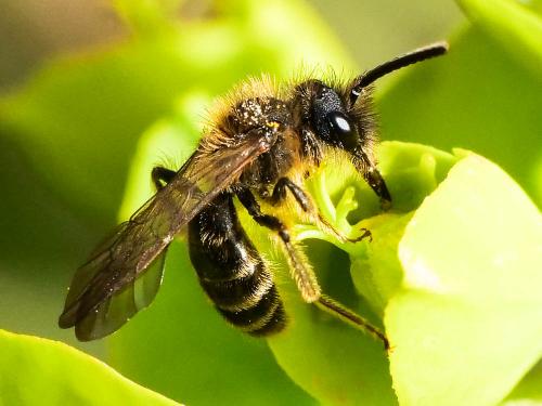 Andrena bicolor