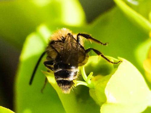 Réf. 276 324 : Andrena bicolor
