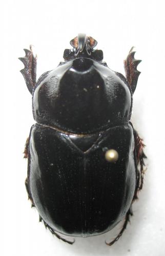 Réf. 276 537 : Pycnoschema lacordairei