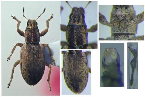 Sitona discoideus
