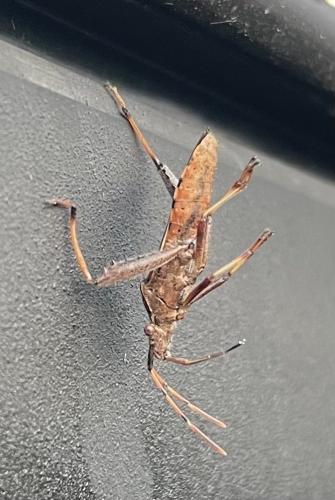 Camptopus lateralis