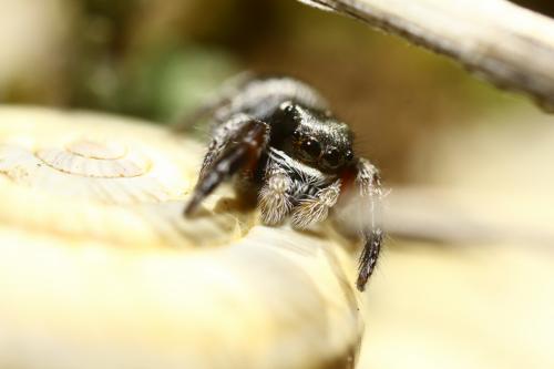 Pellenes nigrociliatus