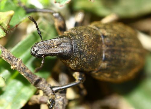 Leucophyes sp.