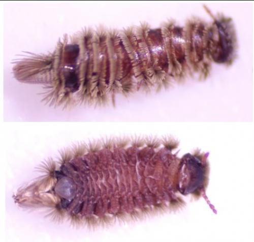Réf. 276 201 : Polyxenus lagurus